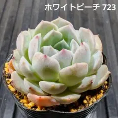 2026年最新】抜き苗の人気アイテム - メルカリ