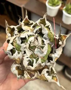 2025年最新】オアハカ 子株の人気アイテム - メルカリ