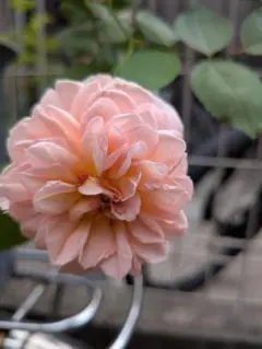 可愛いピンクの薔薇 苗のサムネイル