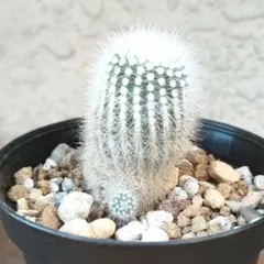 ケイクン様 リクエスト 2点 まとめ商品