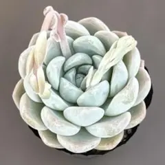 mi様 リクエスト 2点 まとめ商品