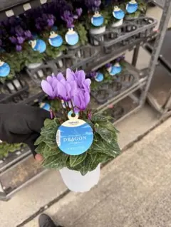 さんぴん茶様専用