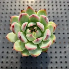 ぶんコロ様 リクエスト 2点 まとめ商品