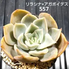 リラシナ×アガボイデス 557 エケベリア 多肉植物 抜き苗