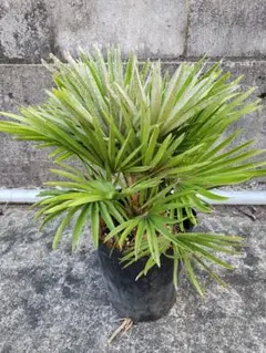 チャメロプス D フミリス 国内実生 鉢ごと発送観葉植物 ドライガーデン