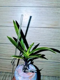 2025年最新】羆 富貴蘭の人気アイテム - メルカリ