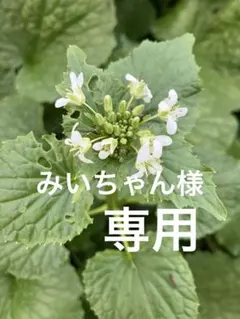 みいちゃん様専用