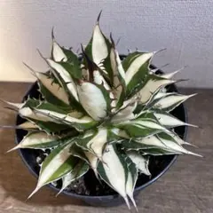 2026年最新】ホリダ 斑入りの人気アイテム - メルカリ