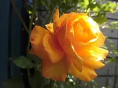 モンチッチ様 リクエスト 2点 まとめ商品