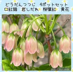 ジャンポ梨 苗木 あきづき 三年生 大苗 - メルカリ