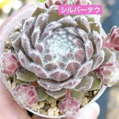 センペルビウム ディズニーフェスティバル 多肉植物 - メルカリ