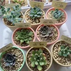 つぶつぶ屋さん つぶつぶ交配セット①のサムネイル