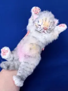 2026年最新】猫のアートドールの人気アイテム - メルカリ