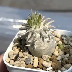 パキポディウム　ブレビカウレ　恵比寿笑い　実生