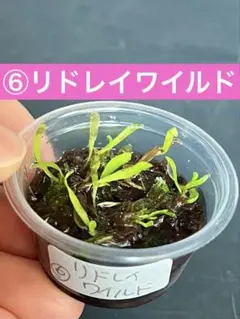 速達❣️トンコツ様 リクエスト 5点 まとめ商品