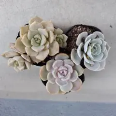 S*m様 多肉植物　3種セットF　抜き苗