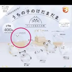 うちの子のけだまだま ポメラニアン