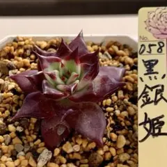 多肉植物ミックスベリア　黒銀姫