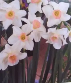 Komume様 リクエスト 2点 まとめ商品