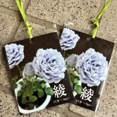 バラ バラ苗 綾 ブルーローズ 薔薇苗 新苗 Aya ローズガーデン 花苗