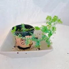 となみ様 リクエスト 3点 まとめ商品