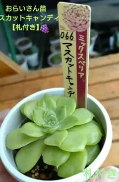 3号鉢　ちょこん　札付きポットごとメルカリ便おらいさん苗ミックスベリア 3号鉢 ちょこん札付きポットごとメルカリ便おらいさん苗ミックス
