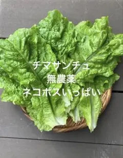 韓国野菜 サンチュ ミックス ネコポス便 - メルカリ