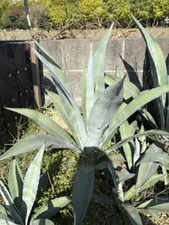 2026年最新】アガベ オアハカセンシスの人気アイテム - メルカリ