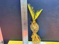 2026年最新】ソテツの人気アイテム - メルカリ