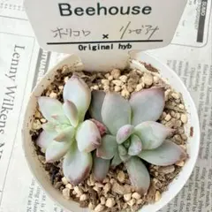 【Bee house】ホリコロ×リンゼアナ♡札なし♡ビーハウス苗のサムネイル