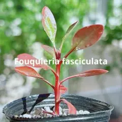 ayukun様 リクエスト 3点 まとめ商品