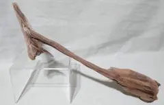 流木（約40cm）
