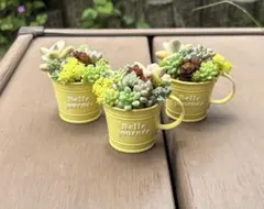 多肉植物 寄せ植え ٩(ˊᗜˋ*)و♪﻿そのまま飾れる イエローカップNo.3のサムネイル