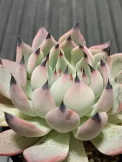 2025年最新】おらいさん苗 紫紺の矢の人気アイテム - メルカリ