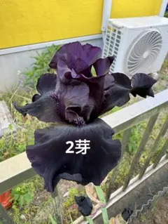 ジャーマンアイリス球根 ① スプラッターマターズ ②バッティック