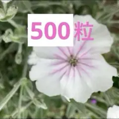 リクニス コロナリア アルバ種 2025年採取 - メルカリ