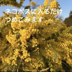 フレッシュミモザ ネコポス詰められるだけいっぱい