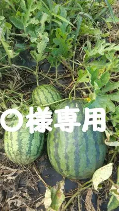 専用ですので、他の方はご遠慮下さい