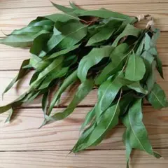 期間限定価格‼️　①　　　　 レモンユーカリ 30cm前後