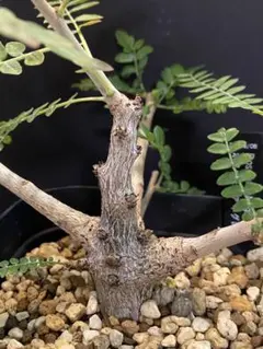 【セール】ボスウェリア　ネグレクタ　No.001　メルカリ便　鉢、送料込 s11500-17.jpg