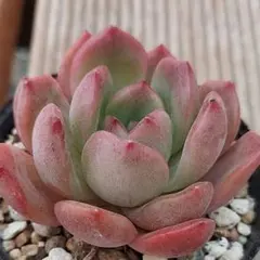 じゅんじゅん様 リクエスト 2点 まとめ商品