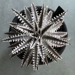 2026年最新】dyckia bigの人気アイテム - メルカリ
