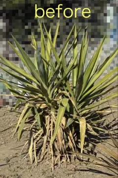 2026年最新】観葉植物 ユッカ エレファンティペスの人気アイテム