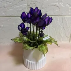 小紫のシクラメン(特大！)