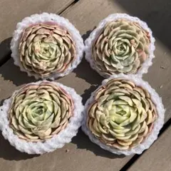 【新入荷】エケベリア　韓国苗　オンスロー錦　多肉植物