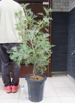 モミの木 ウラジロモミノキ 苗木 大型 170cm❗12号❗綺麗な樹形 鉢植済