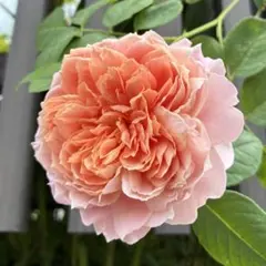 ⭐️購入前に必ずコメントをお願いします　26、バラ苗　美しい　良い香り