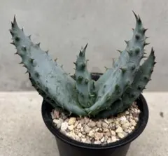 matsu様 リクエスト 2点 まとめ商品