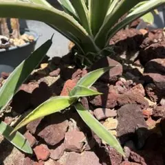 ユジン様 リクエスト 2点 まとめ商品