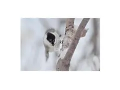 Item thumbnail for item b3822c2e-d0ed-474e-b7b9-2074b20d97f3